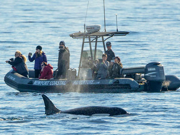 whale watching newport beach